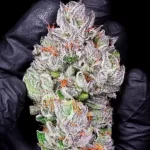 Cherry Payton (LIT) - Image 2