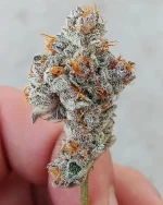 Cherry Paloma (Raw) - Image 2