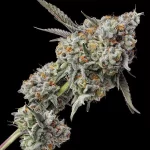 Payton Pie - Image 2