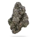 Blue Lobster - Image 2