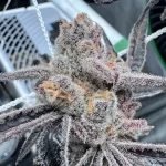 Platinum Lemon Cherry Gelato (Leaf Doctor Cut) - Image 2