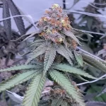 Lulu Lemon (Fiya Farmer) - Image 2