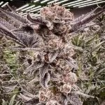 Lunch Money #50 (Microbe Bros) - Image 2