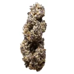 Solar Garlic (3rd Coast) - Image 2