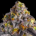 Permanent Push Pop - Image 3