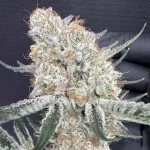 Juice n Keyz - Image 2