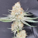 Juice n Keyz - Image 3