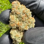 Montana White - Image 2