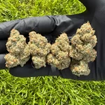 Montana White - Image 3