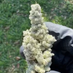 White Flamingo #6 - Image 2