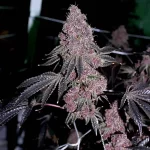 Boujee B!tch (Relentless Genetics Cut) - Image 2