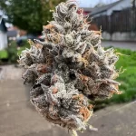 Toad Venom aka Becky (Ronin/Hunted by Green Dragon) - Image 2