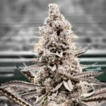 Aloha Sugar (Blockheads Cut) - Image 2