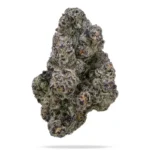 Blue Lobster - Image 2