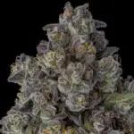 Candy Bezels #3 (Compound Genetics) - Image 2