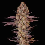 Dante’s Wrath 48 (Clearwater Breeder Cut) - Image 2