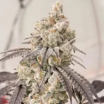 Fugazi Funk (Fresh Coast Cut) - Image 2