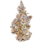 Glitter Bomb (Compound Breeder Cut) - Image 2