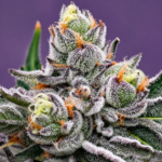LA Marker (Seed Junky) - Image 2