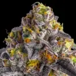 Permanent Push Pop - Image 3