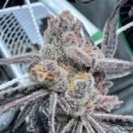 Platinum Lemon Cherry Gelato (Leaf Doctor Cut) - Image 2