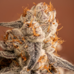 Sugar Rainbow Luxe - Image 2