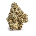 Animal Tsunami (Tsunami Cut) - Image 2