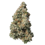 Black Maple #22 (Bloom) - Image 2