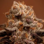 Garlic Gold Rush (GMSL) - Image 2