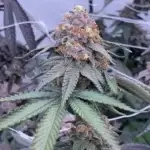 Lulu Lemon (Fiya Farmer) - Image 2