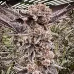 Lunch Money #50 (Microbe Bros) - Image 2