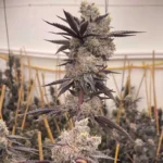 Oreo Blizzard (Tiki Madman) - Image 2