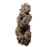 Solar Garlic (3rd Coast) - Image 2