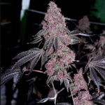 Boujee B!tch (Relentless Genetics Cut) - Image 2