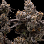 MOB Money Over Bitches (Craft/Dank Mob) - Image 2