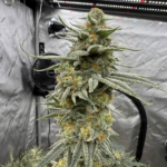 Peach Frozeti - Image 2