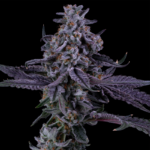 Dante’s Inferno #6 (Mile High Dave Cut) - Image 2