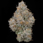 Kushmintz (rabid hippie cut) - Image 2