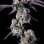 Sherbacio Warheads 16 (GMSL Cut) - Image 2